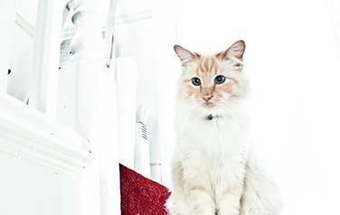 White Cat