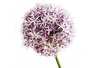 Purple flower