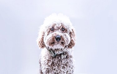 Cavapoo poprtrait