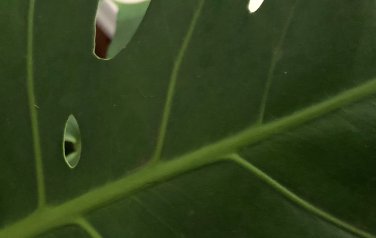 Green leaf