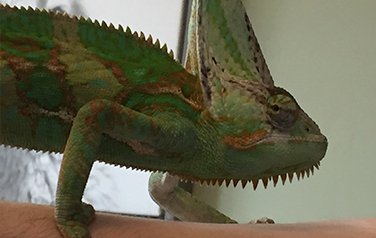 Green Lizzard on arm