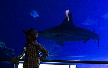 Shark in the aquarium
